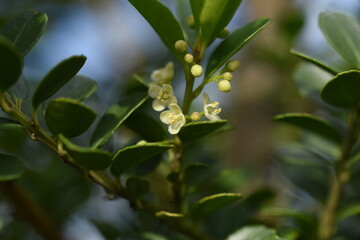 Japanese holly (Ilex crenata) flowers / Aquifoliaceae evergreen shrub.