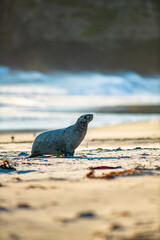 Sea Lions sunbathing at a beach in New Zealand