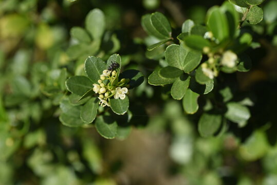 Japanese holly (Ilex crenata) flowers / Aquifoliaceae evergreen shrub.