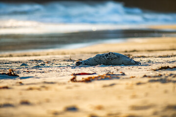 Sea Lions sunbathing at a beach in New Zealand