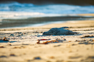 Sea Lions sunbathing at a beach in New Zealand