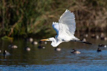 Snow White Egret flaps white feather wings while gliding over pond surface past floating ducks.