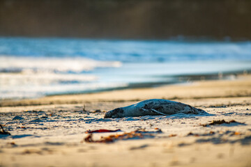 Sea Lions sunbathing at a beach in New Zealand