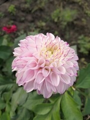 pink dahlia flower blossom 