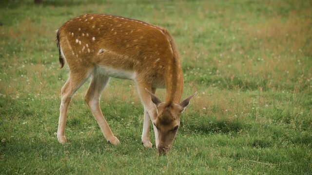Cute fallow deer grazing in the corral and eating grass
