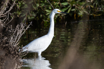 Obraz premium Snow White Egret wades in shallow shore of pond while patiently waiting for a tasty meal to swim by