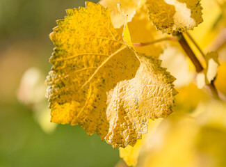 yellow grape leaves