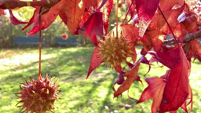 ALBERO CON I COLORI ROSSI DELL AUTUNNO