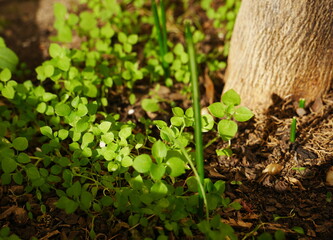 Photo of small plants growing at the bottom of a tree trunk