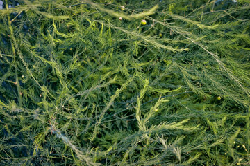 Asparagus thickets close-up. Summer green abstract background.