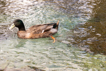 duck on the water