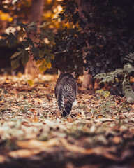 Retrato de gato gris en un bosque.