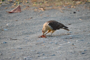 Yellow-headed Caracara eating a crab