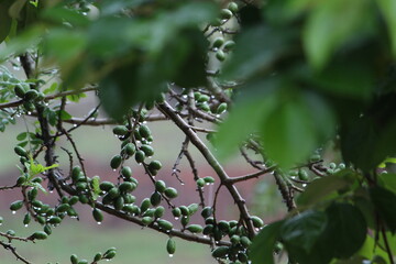 Siriguela