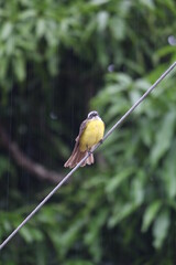 Passarinho ave pássaro birds