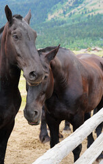 Fototapeta premium Two brown horses on a ranch in summer in Grand Teton National Park in Wyoming, United States