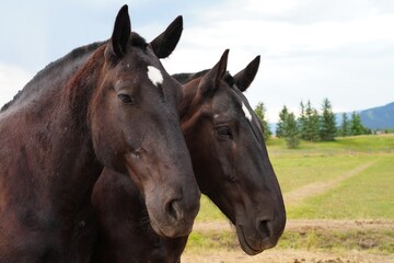 Two brown horses on a ranch in summer in Grand Teton National Park in Wyoming, United States