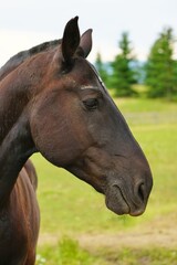 Obraz premium Brown horse on a ranch in summer in Grand Teton National Park in Wyoming, United States