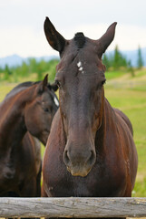 Fototapeta na wymiar Two brown horses on a ranch in summer in Grand Teton National Park in Wyoming, United States