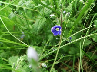 blue flower in the grass