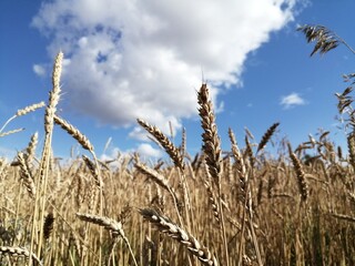 golden wheat field