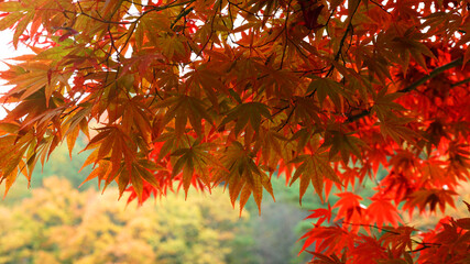 red maple leaves in the autumn
