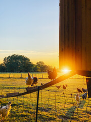 species appropriate husbandry chicken on beautiful land