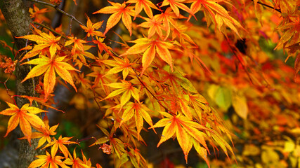 red maple leaves in the autumn