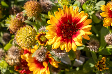 Gaillardia (Blanket Flower, Firewheel, or Sundance) in bloom with bright red and yellow petals. View from above, focus on foreground.