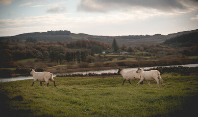 Obraz premium Sheep grazing in the meadow. In the background blue sky and high hills. southwest of ireland 