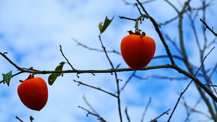 persimmons hanging from branches of trees