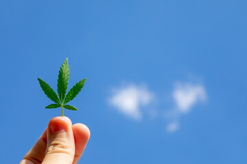 Cannabis leaf against the sky. Hand holding a marijuana leaf on a background of blue sky. Background of the theme of legalization and medical hemp in the world. Green cannabis on marijuana field farm