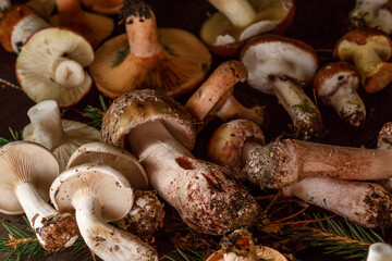 Autumn Cep Mushrooms. Basket with porcini mushrooms on the background of a tree. Close -up on wood rustic table. Cooking delicious organic mushroom.