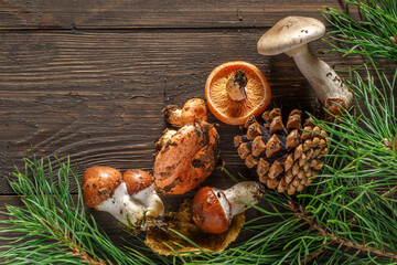 mushrooms on the background of a tree.Pine cone and green branch on wooden table, copy space for text. Cooking delicious organic mushroom Lactarius deliciosus.Christmas card.