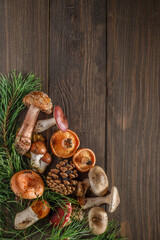 mushrooms on the background of a tree.Pine cone and green branch on wooden table, copy space for text. Cooking delicious organic mushroom Lactarius deliciosus.Christmas card.