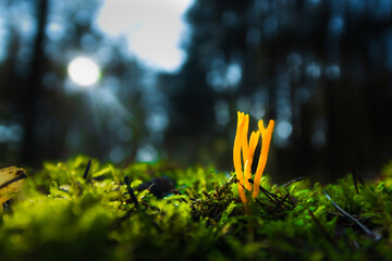 Pilz im Wald mit Sonne als Makro