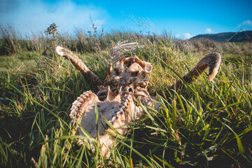 Skull and skeleton of a sheep on a green field. Aries skull. animal close up on nature.	
