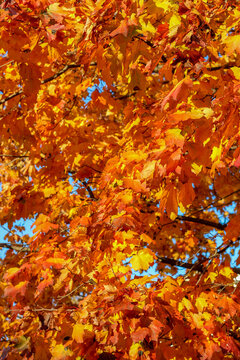 Beautiful red, orange, yellow autumn leaves in park © Mostofa