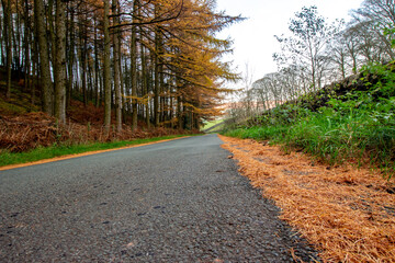 Fototapeta premium Autumn in Macclesfield Forest