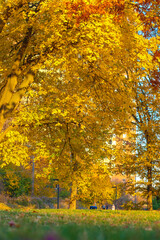 Beautiful red, orange, yellow autumn leaves in park