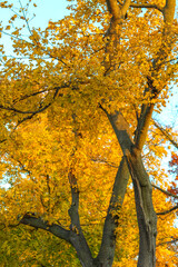 Obraz premium Beautiful red, orange, yellow autumn leaves in park