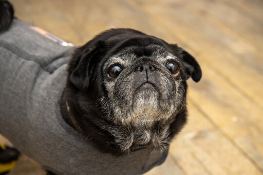 A Very Cute Black Pug Dog With Big Eyes Wearing A Secure Blanket Vest