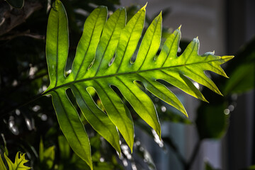 Fototapeta na wymiar early morning light hitting on the back of a leaf