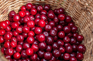 Red ripe cherries collected in a wicker basket