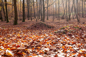 Herbstlaub im Wald zwischen Bäumen mit Gegenlicht