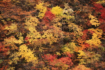 みちのく宮城の秋　鳴子峡の紅葉