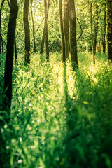 Light Shining Across the Ground in an Open Forest