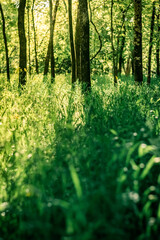 Light Shining Through a Forest of Trees.