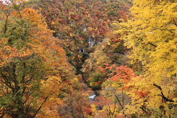 Obraz premium みちのく宮城の秋 鳴子峡の紅葉 JR陸羽東線の鉄橋