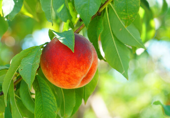 close up on fresh peaches on the branch
